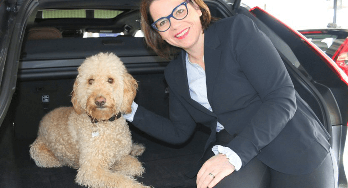 Labradoodle Ole darf täglich mit Frauchen ins Autohaus